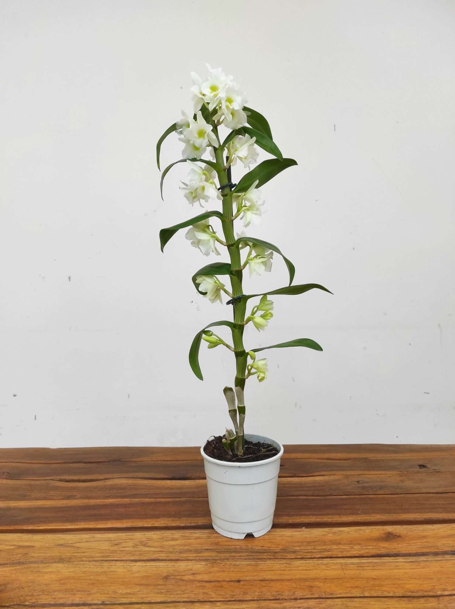Dendrobium Nobile Apollon - 1 Haste - Image 2