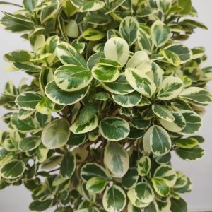 Ficus Tronco Reto