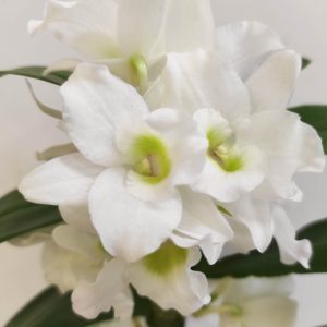 Dendrobium Nobile V.12