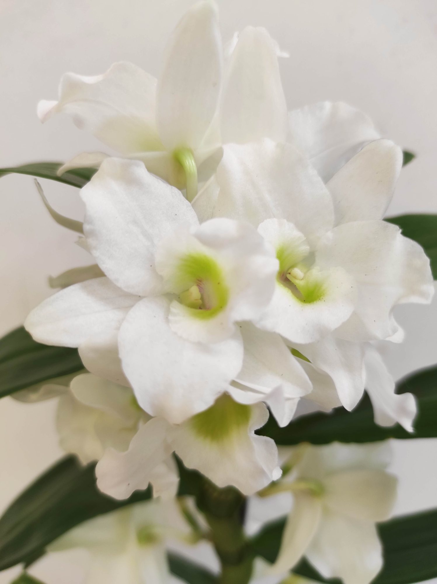 Dendrobium Nobile V.12