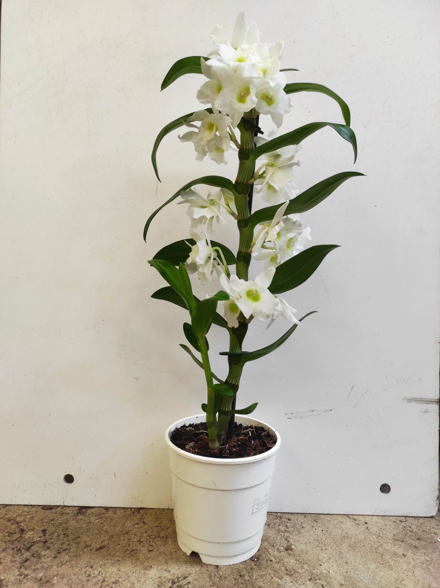 Dendrobium Nobile V.12 - Image 2