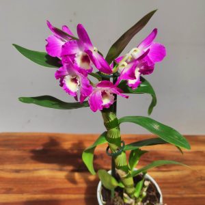 Dendrobium Nobile Star Class
