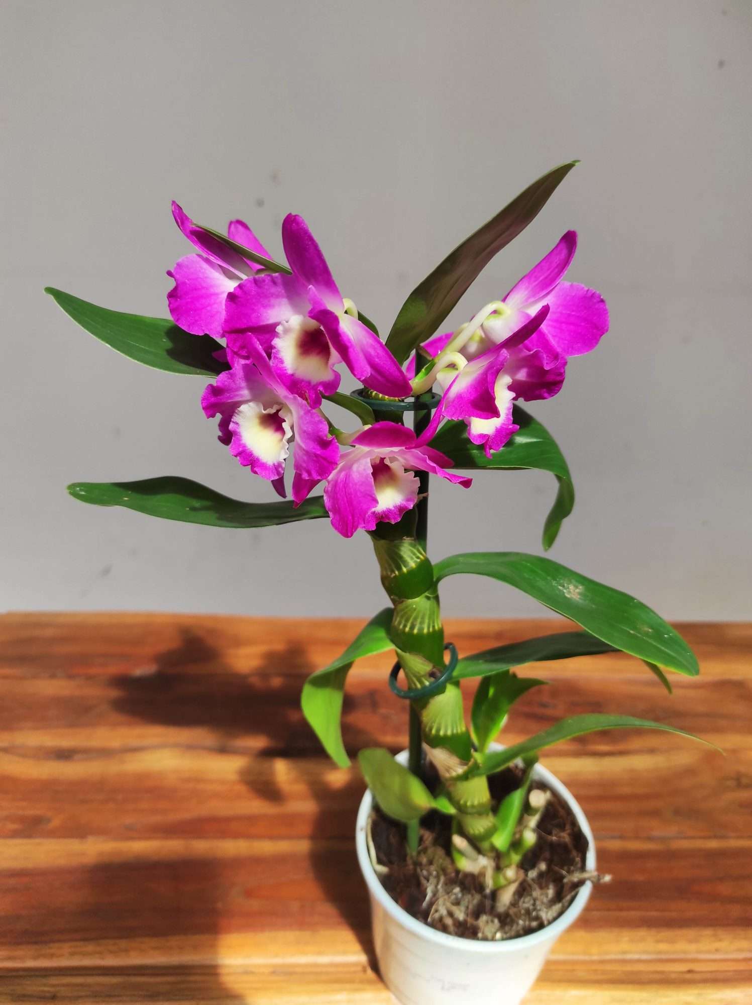 Dendrobium Nobile Star Class
