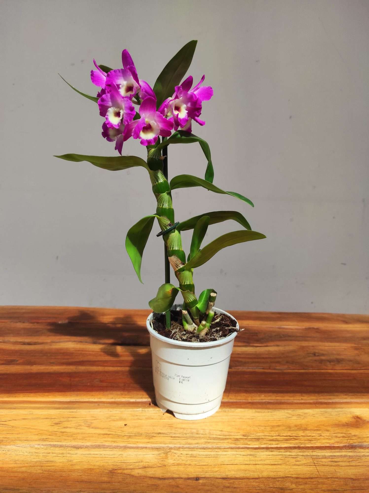 Dendrobium Nobile Star Class - Image 2