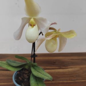 Paphiopedilum V.9