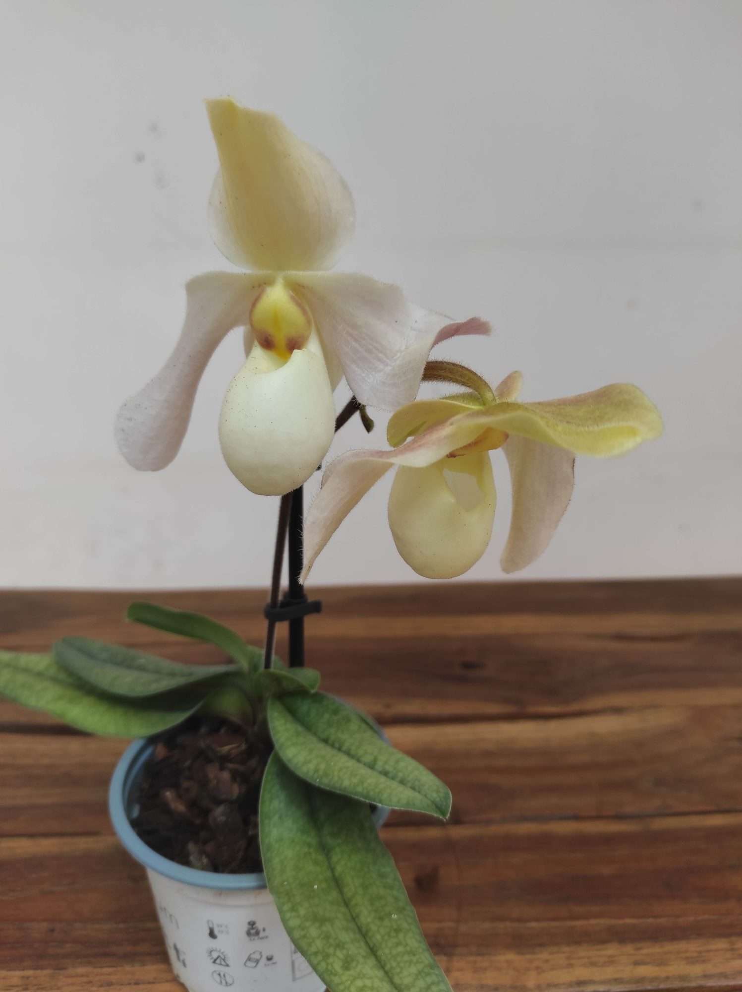 Paphiopedilum V.9