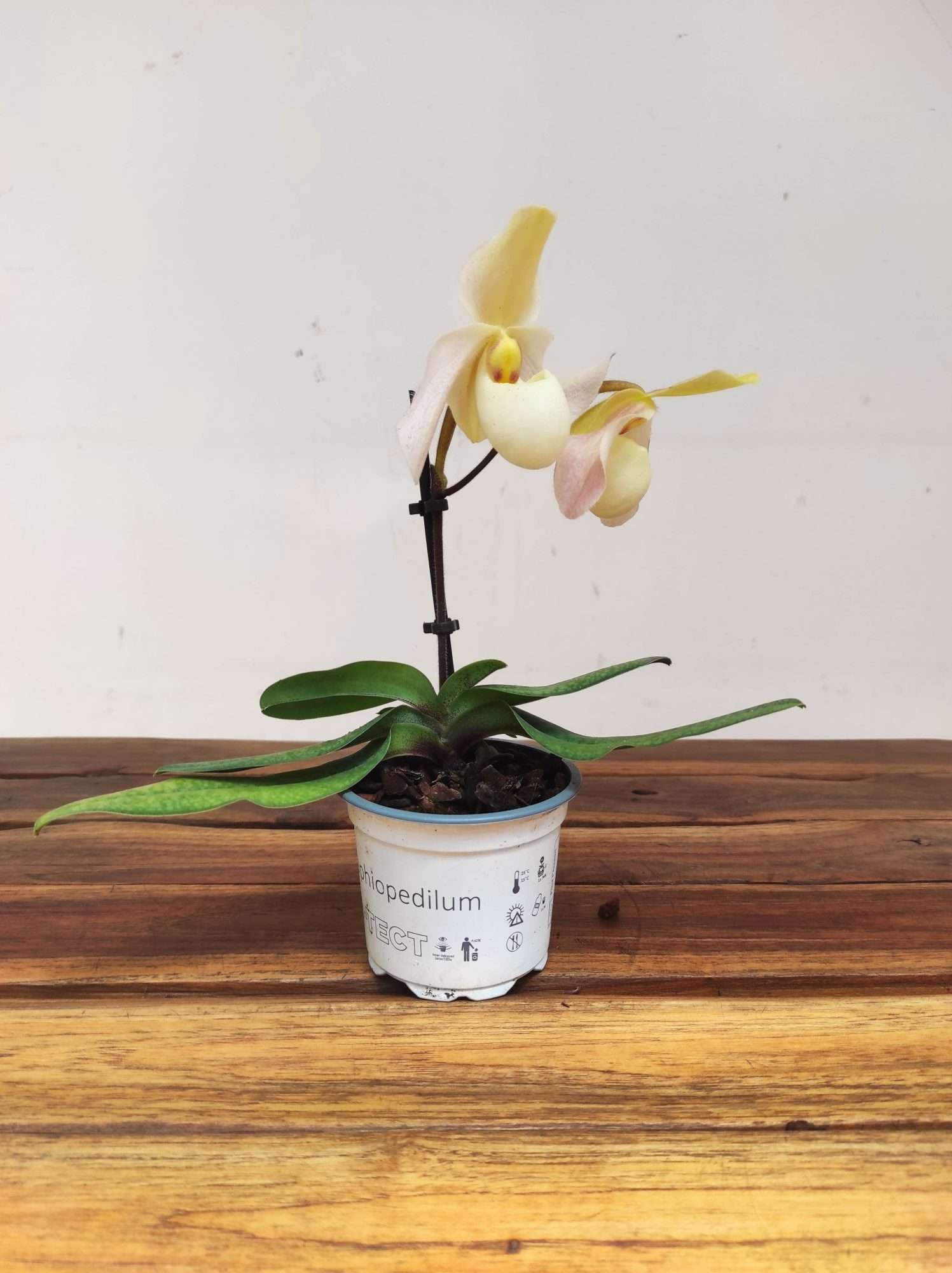Paphiopedilum V.9 - Image 2