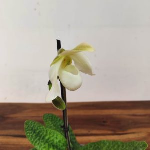 Paphiopedilum V.9