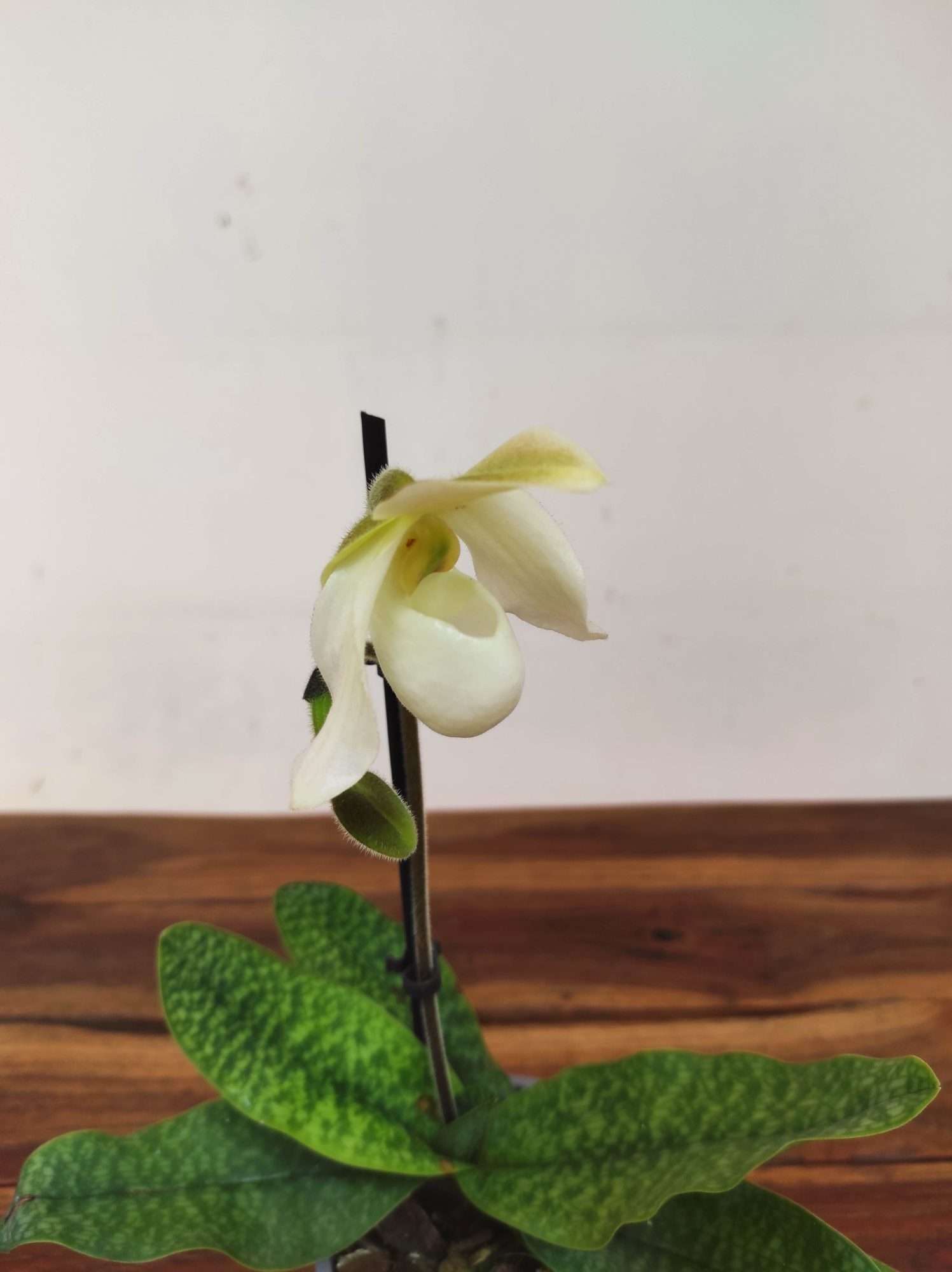 Paphiopedilum V.9