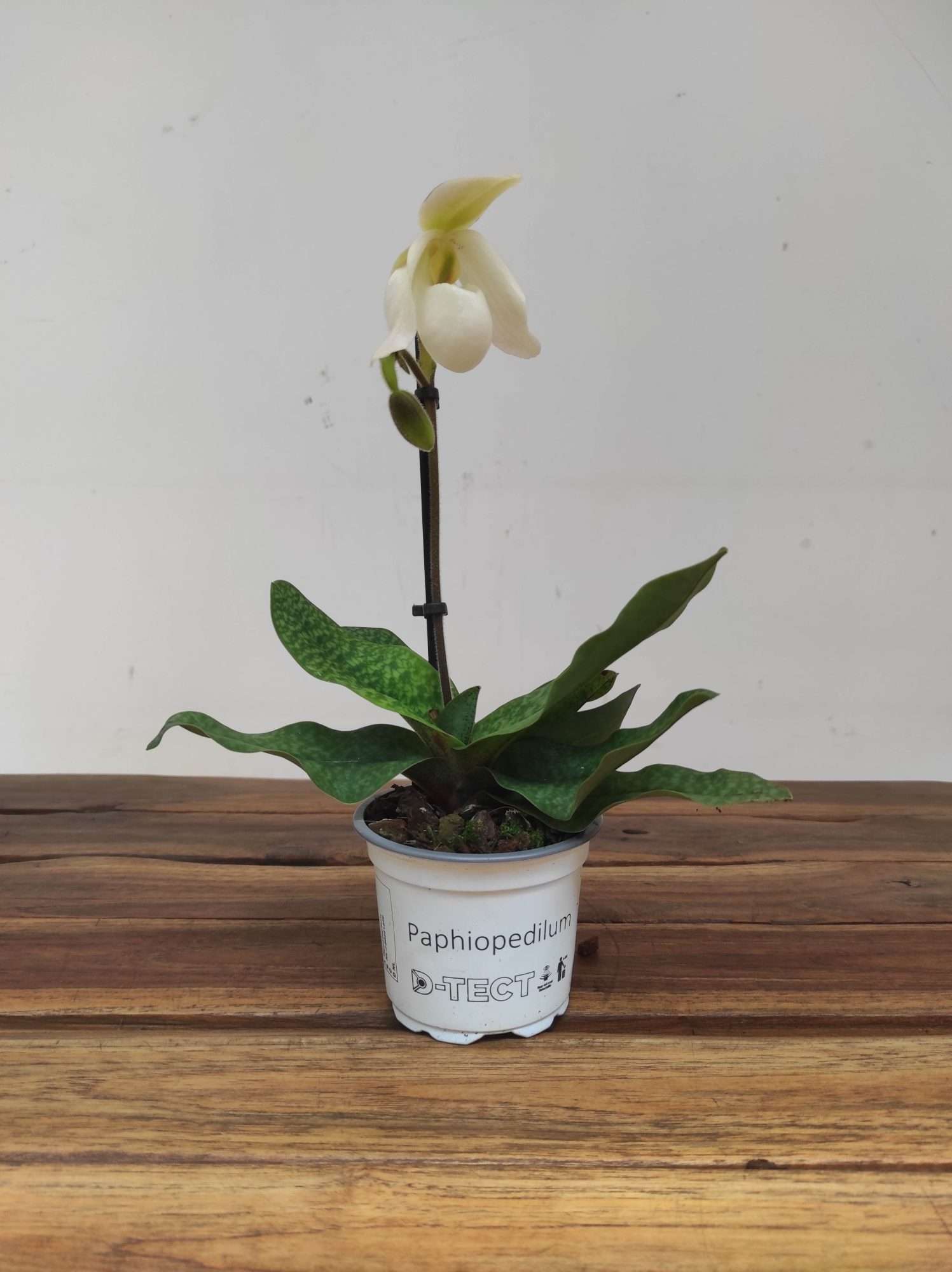 Paphiopedilum V.9 - Image 2