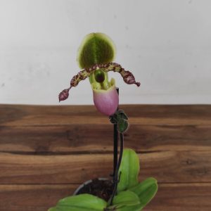 Paphiopedilum V.9