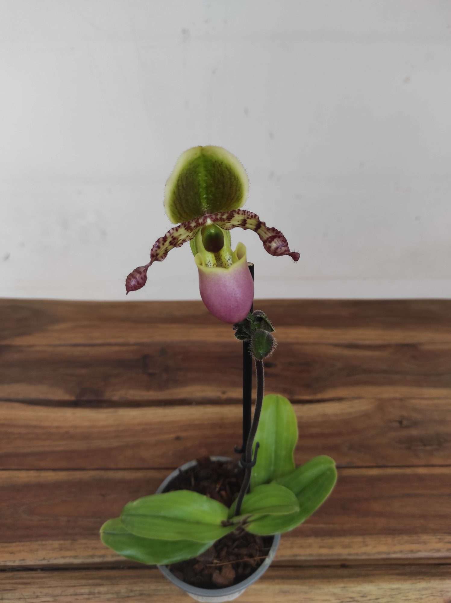 Paphiopedilum V.9