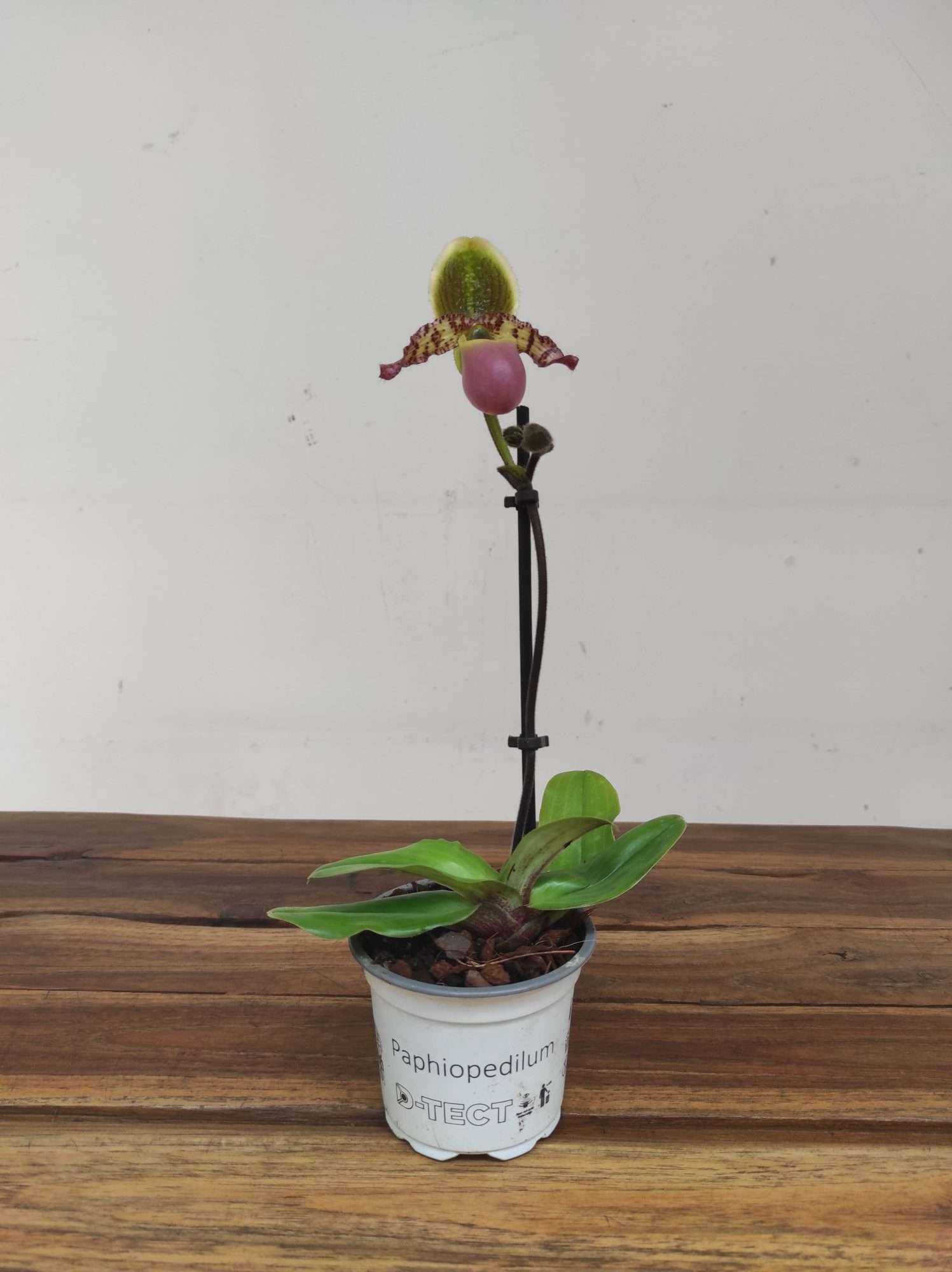 Paphiopedilum V.9 - Image 2