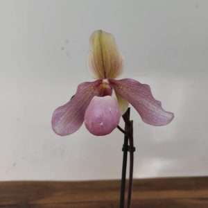 Paphiopedilum V.12