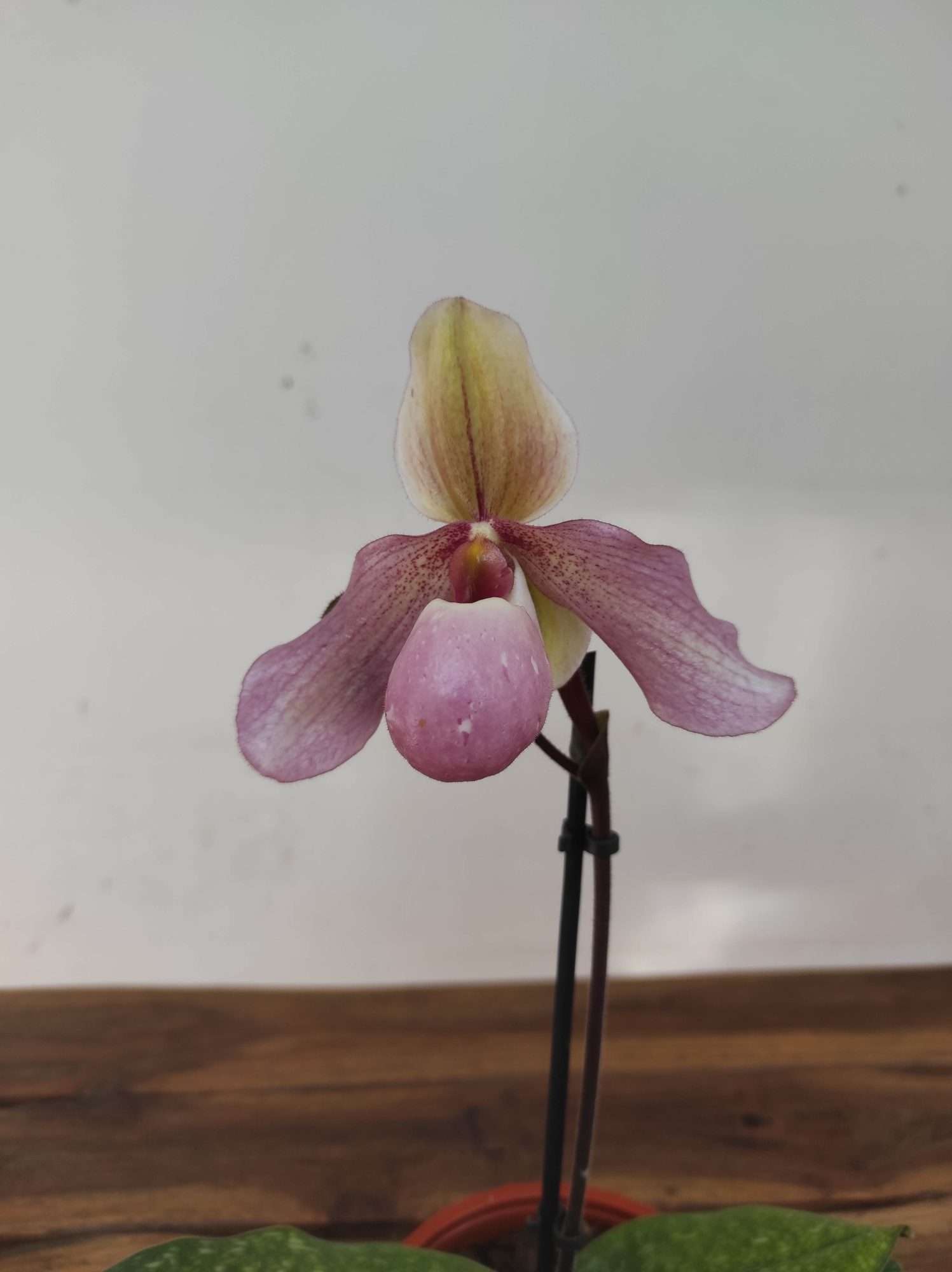 Paphiopedilum V.12