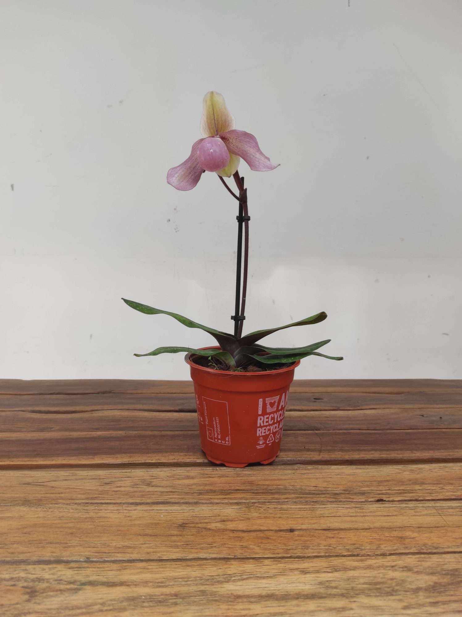 Paphiopedilum V.12 - Image 2