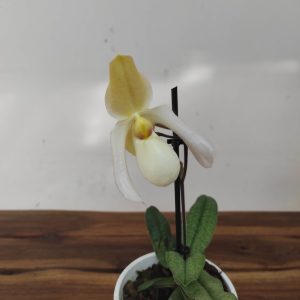 Paphiopedilum V.12