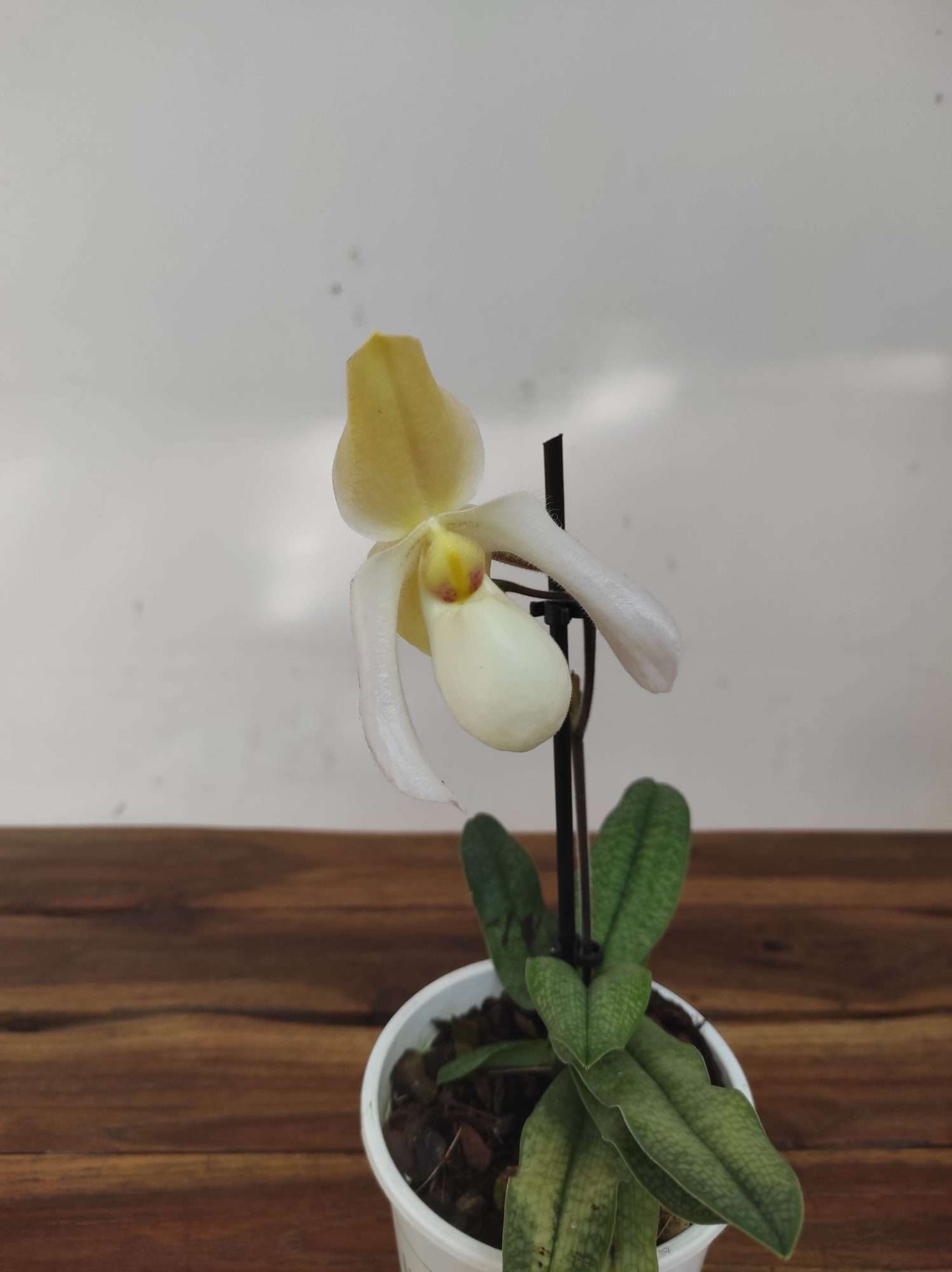 Paphiopedilum V.12