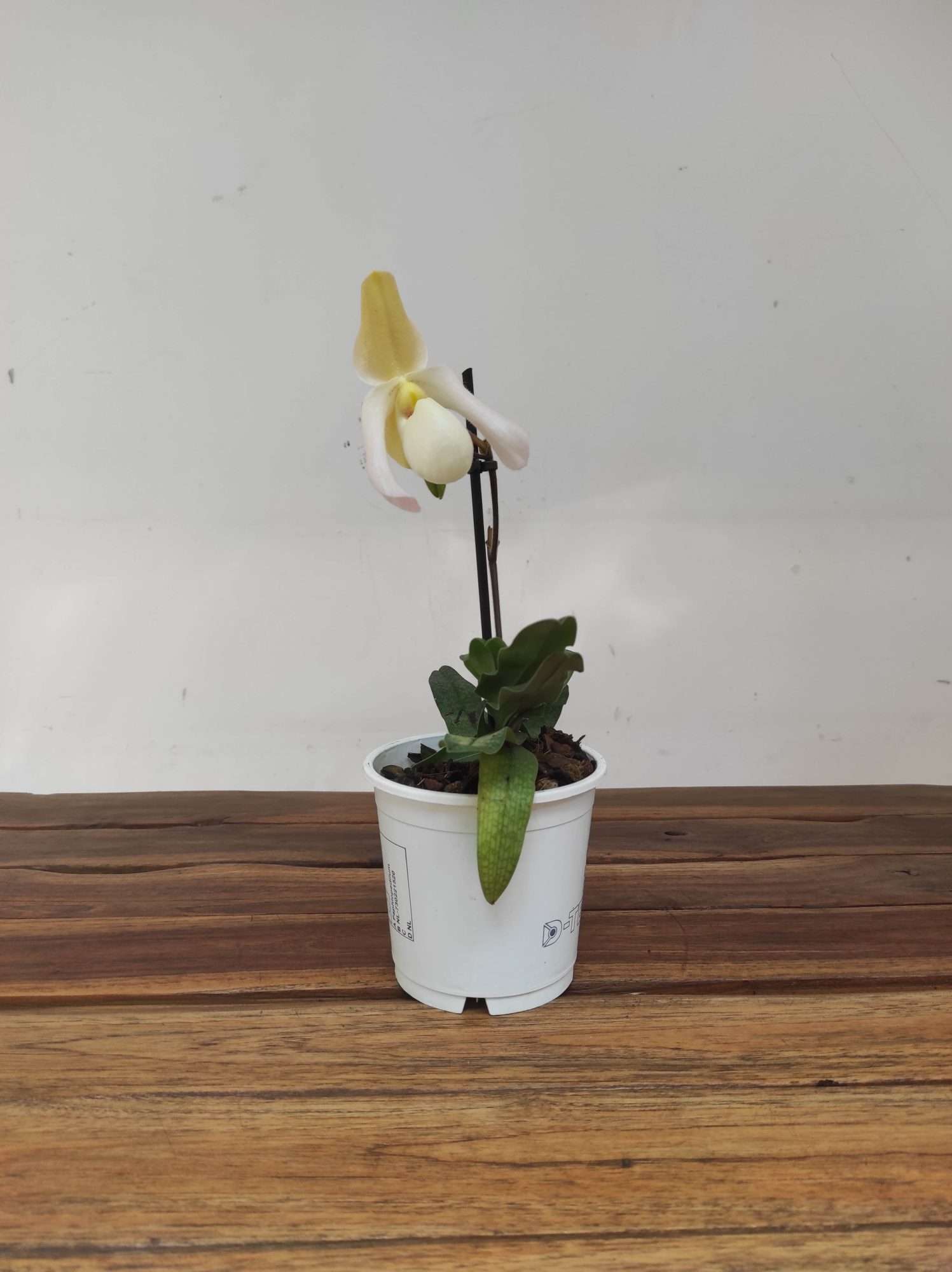 Paphiopedilum V.12 - Image 2