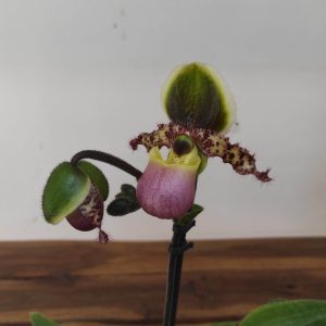 Paphiopedilum V.12