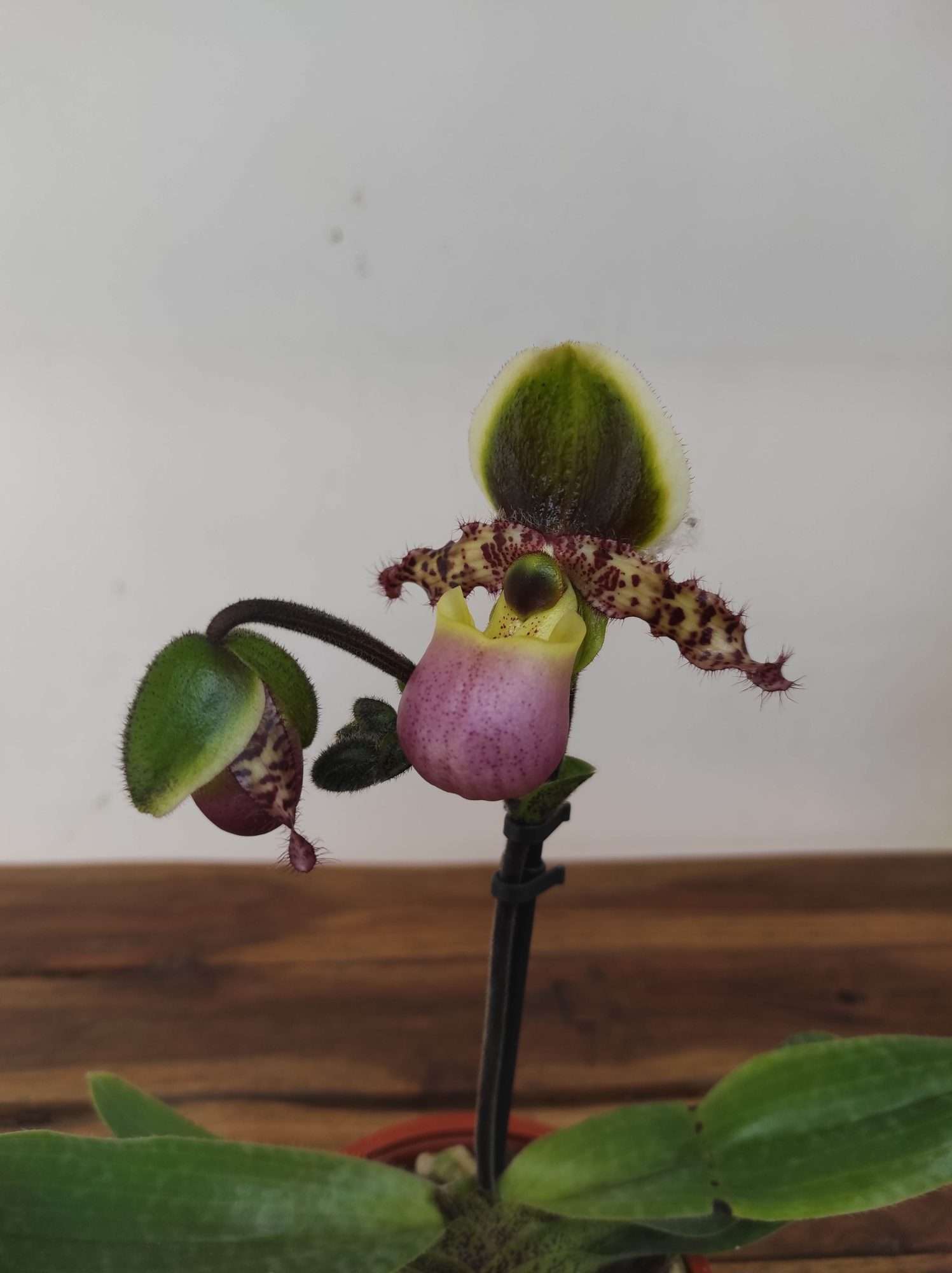 Paphiopedilum V.12