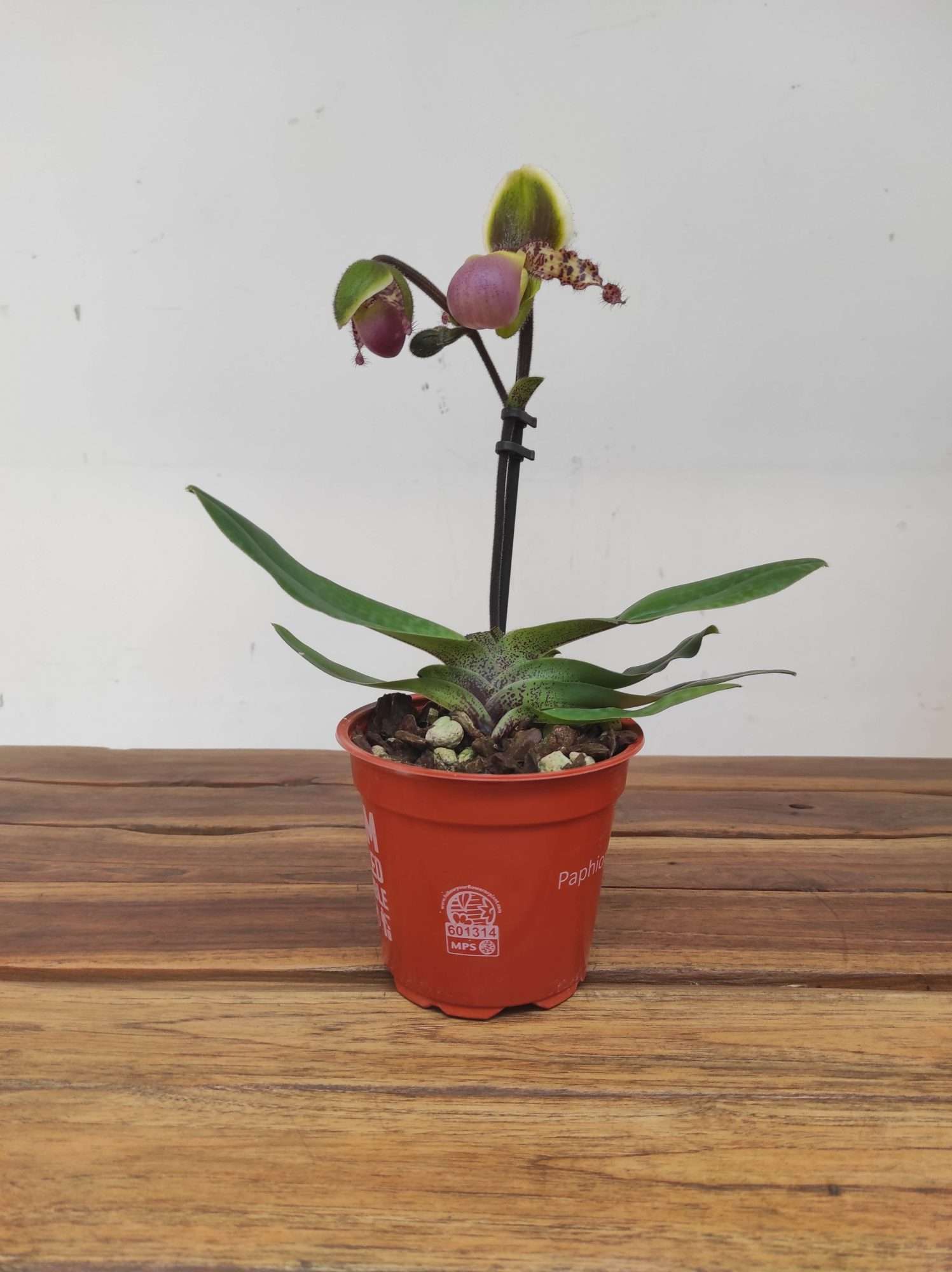 Paphiopedilum V.12 - Image 2