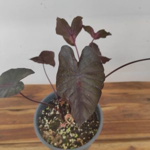 Colocasia ‘Esculenta’ V.21