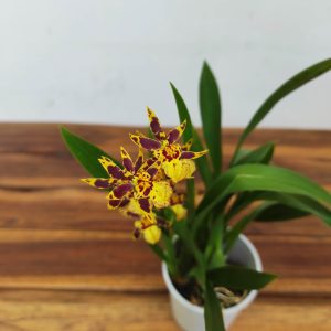 Brassia Summer Dream
