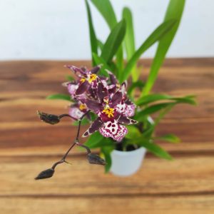 Brassia Summer Dream