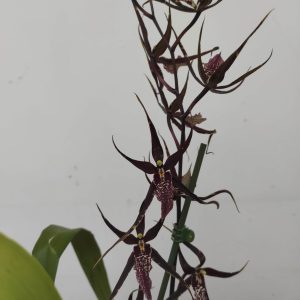 Brassia Summer 'Pinot Princess Scary'