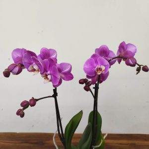 Phalaenopsis V.12