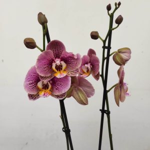 Phalaenopsis V.12