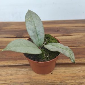 Hoya Mitrata Sylver
