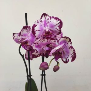 Phalaenopsis V.12