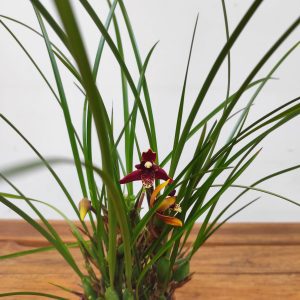 Maxillaria 'Tenuifolia'
