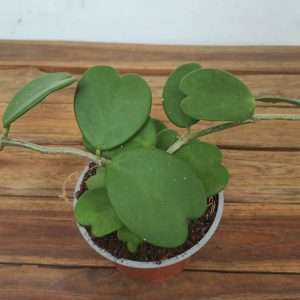 Hoya 'Kerrii'