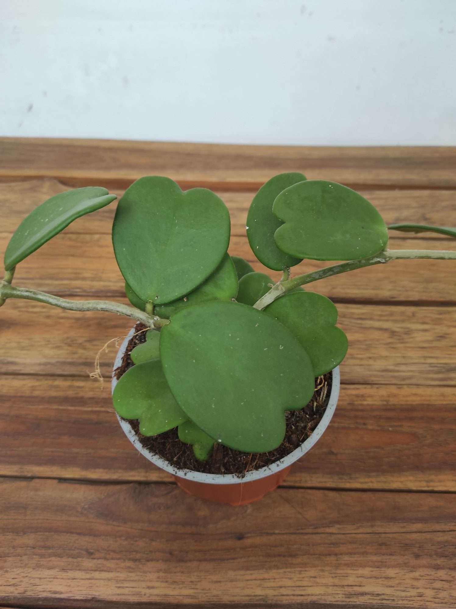 Hoya 'Kerrii'