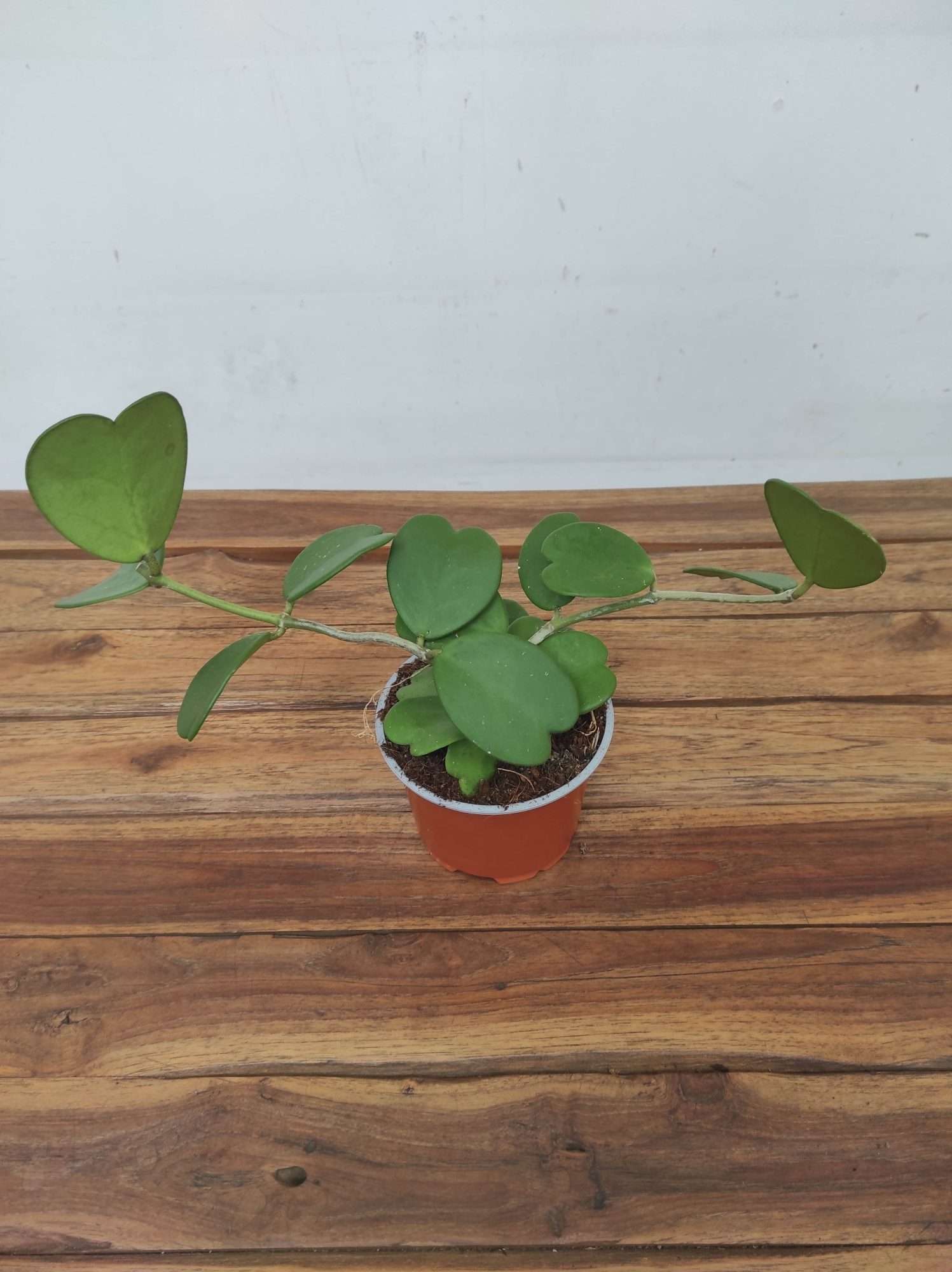 Hoya 'Kerrii' - Image 2