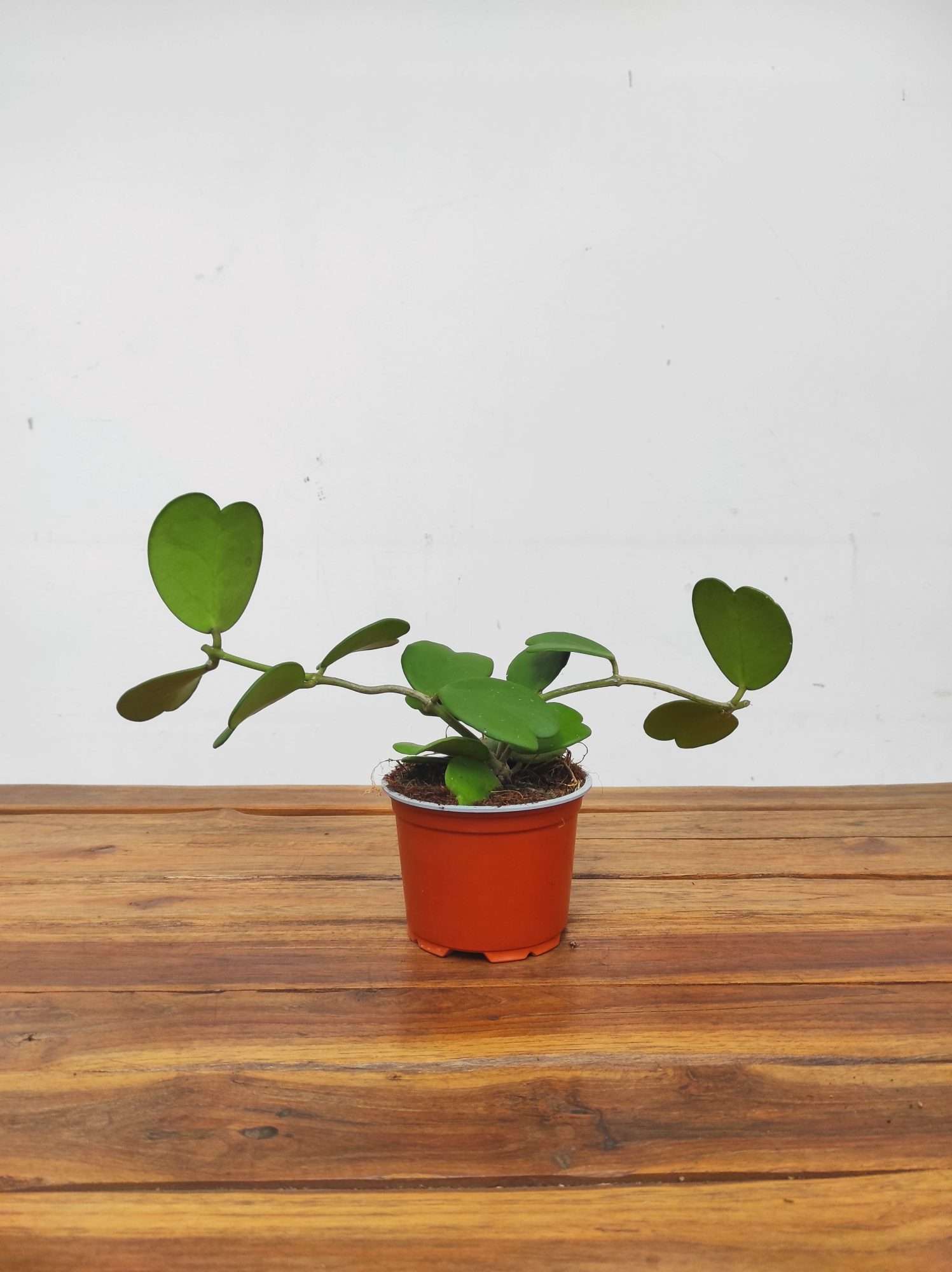 Hoya 'Kerrii' - Image 3