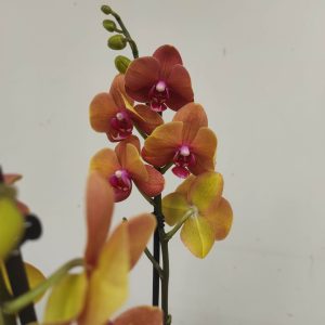 Phalaenopsis - 2 Hastes