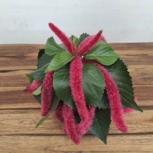 Acalypha Hispida