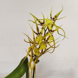 Brassia Summer Dream