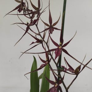 Brassia Summer 'Pinot Princess Scary'