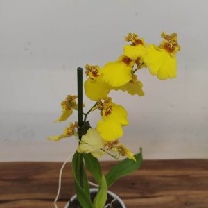 Oncidium Amarelo