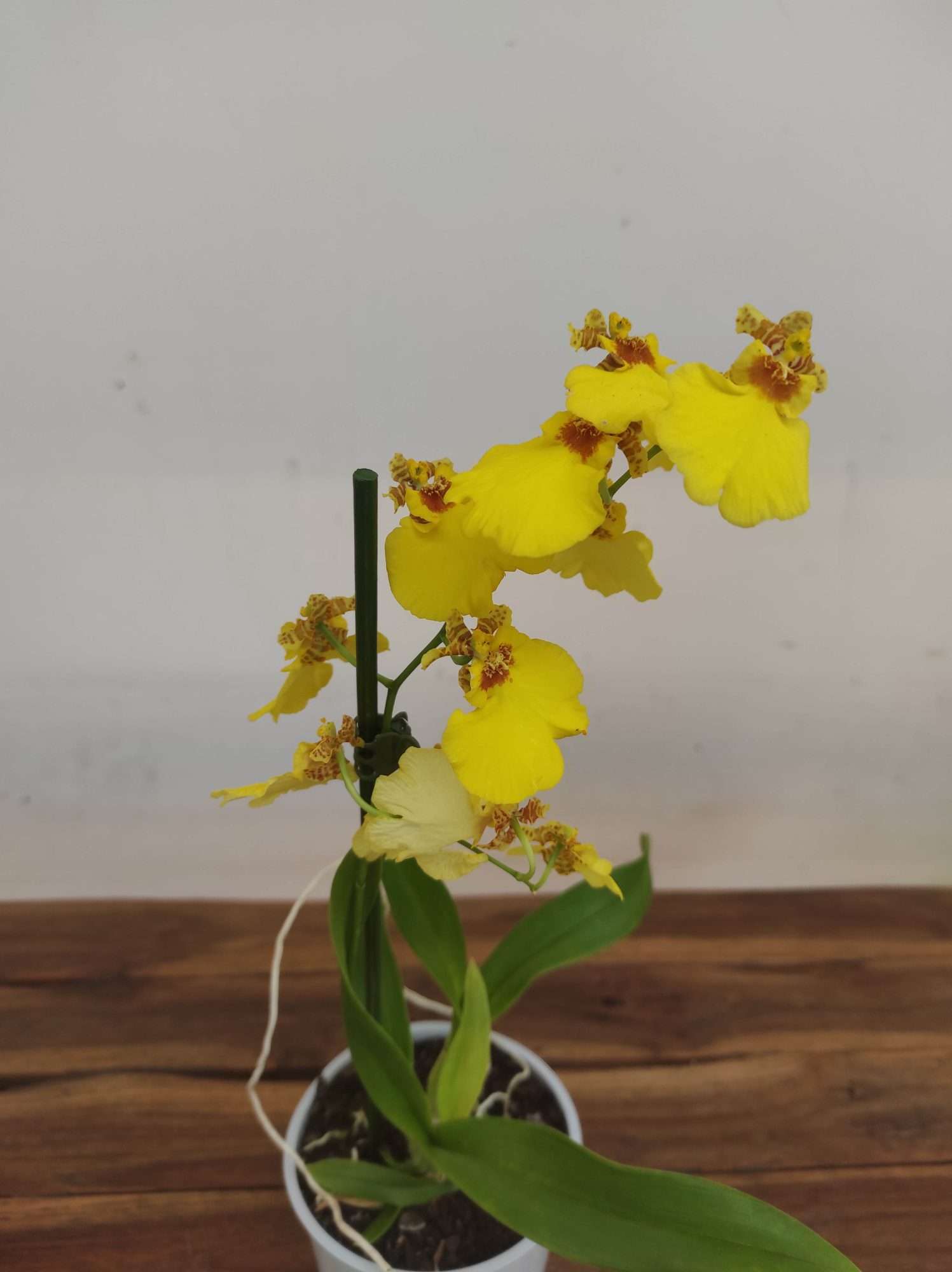 Oncidium Amarelo