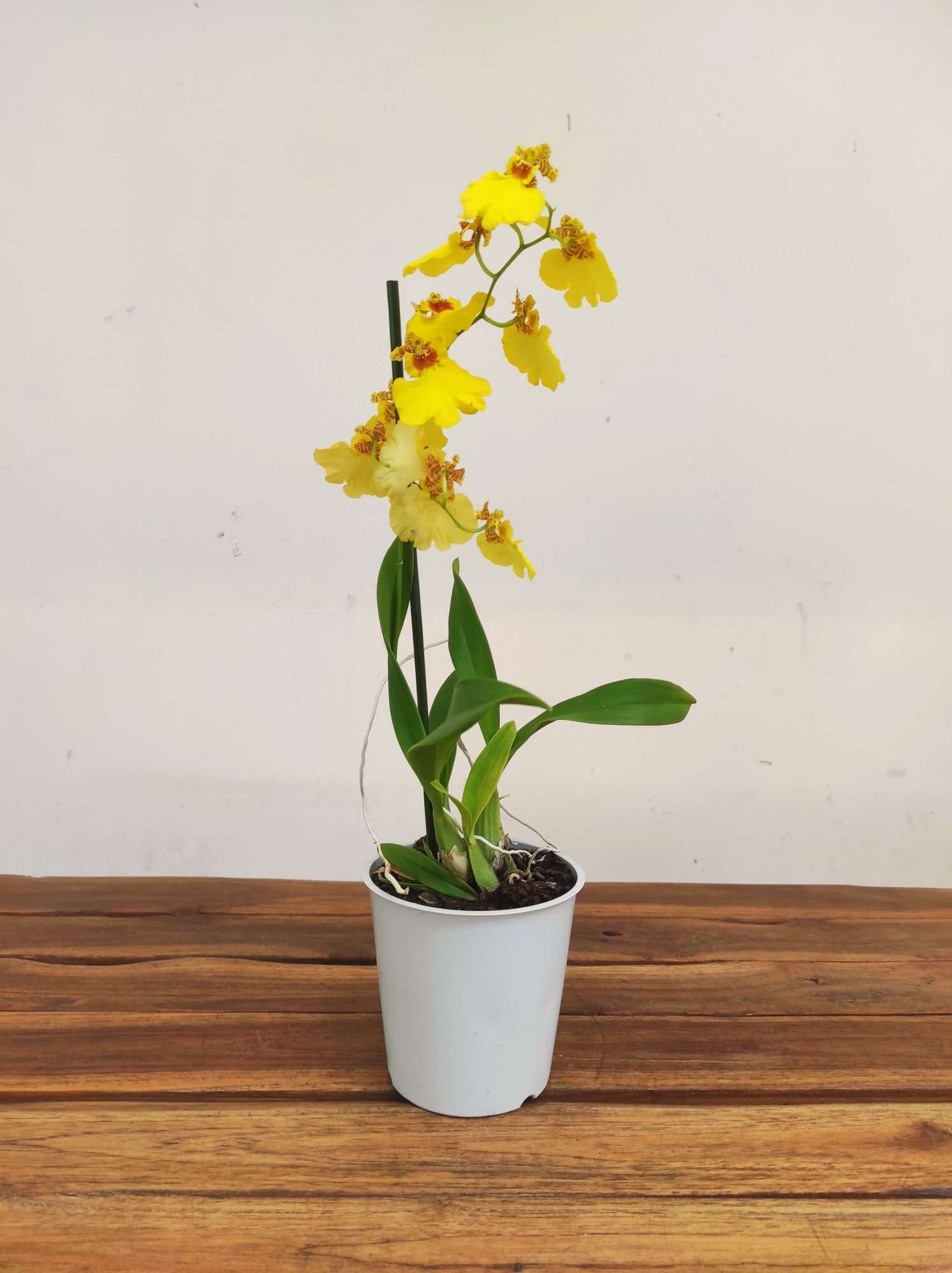 Oncidium Amarelo - Image 2