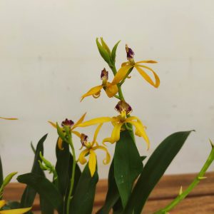 Encyclia Radiata V.12