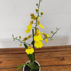 Oncidium Amarelo V.12