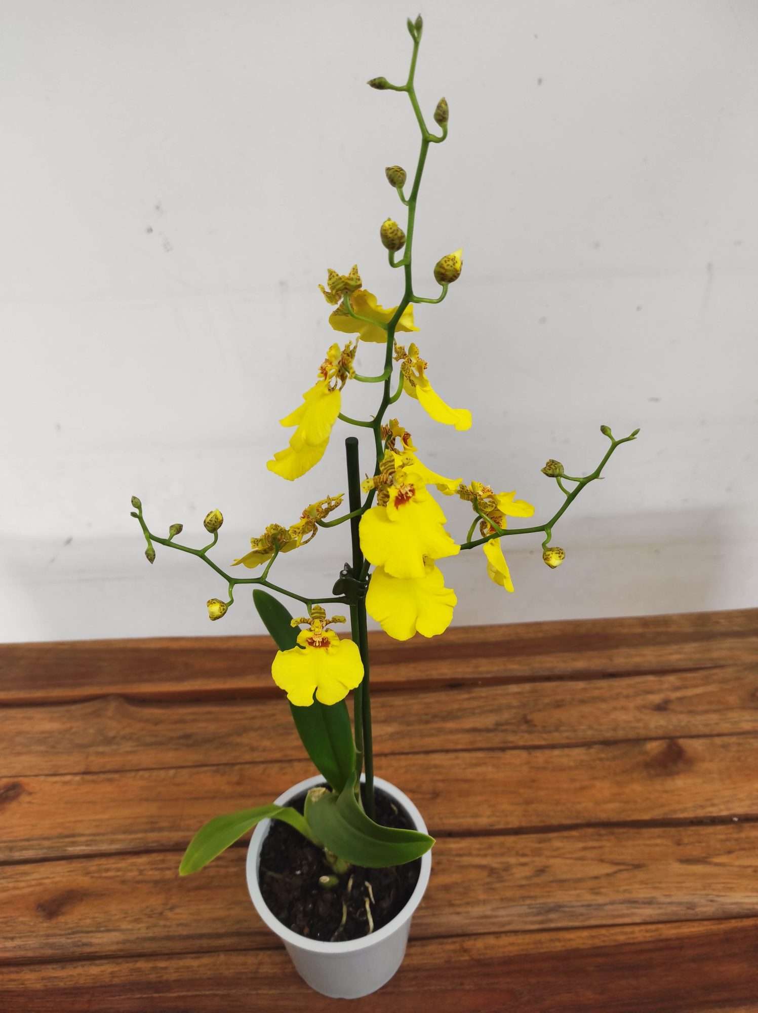 Oncidium Amarelo V.12