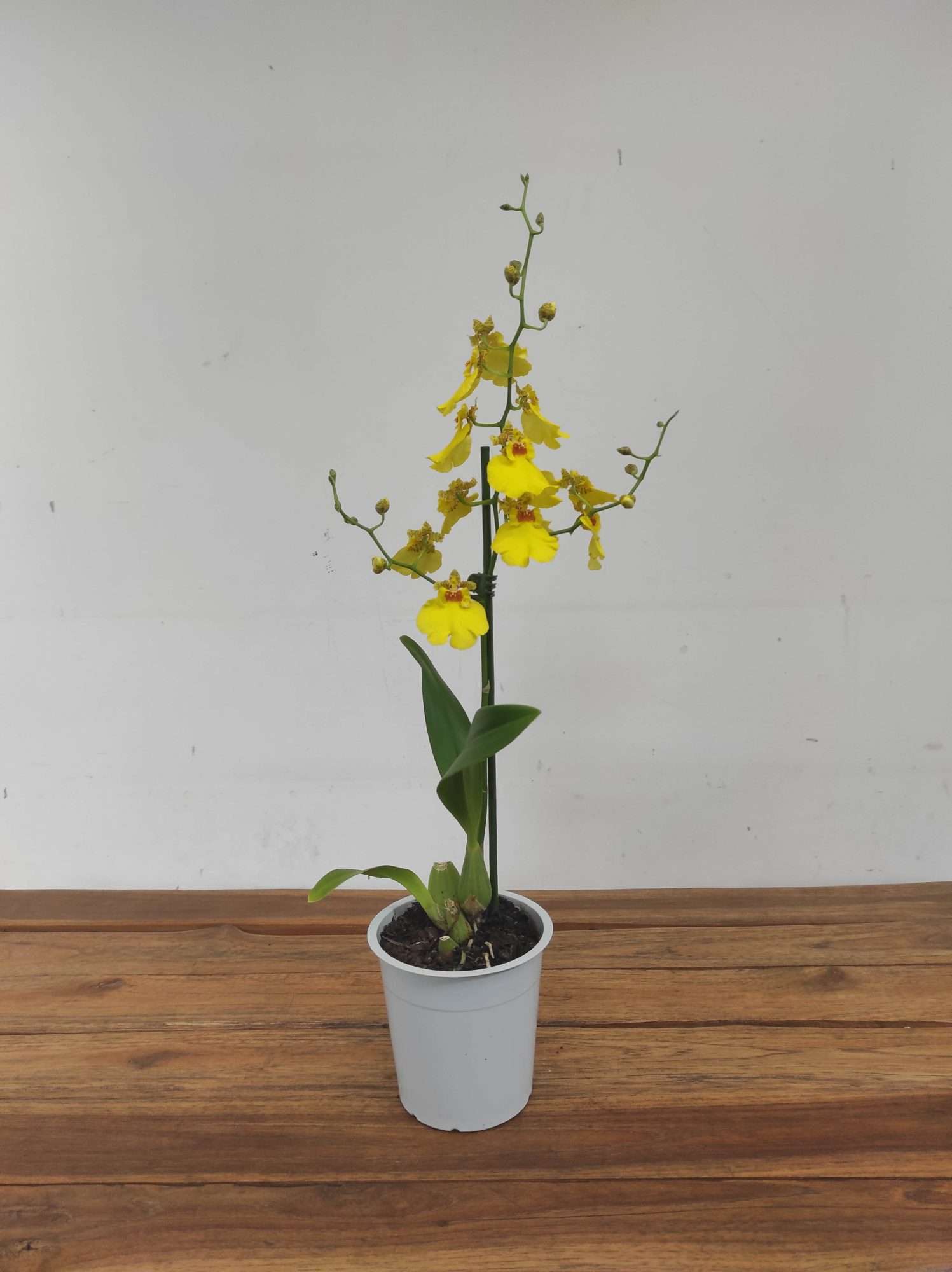 Oncidium Amarelo V.12 - Image 2